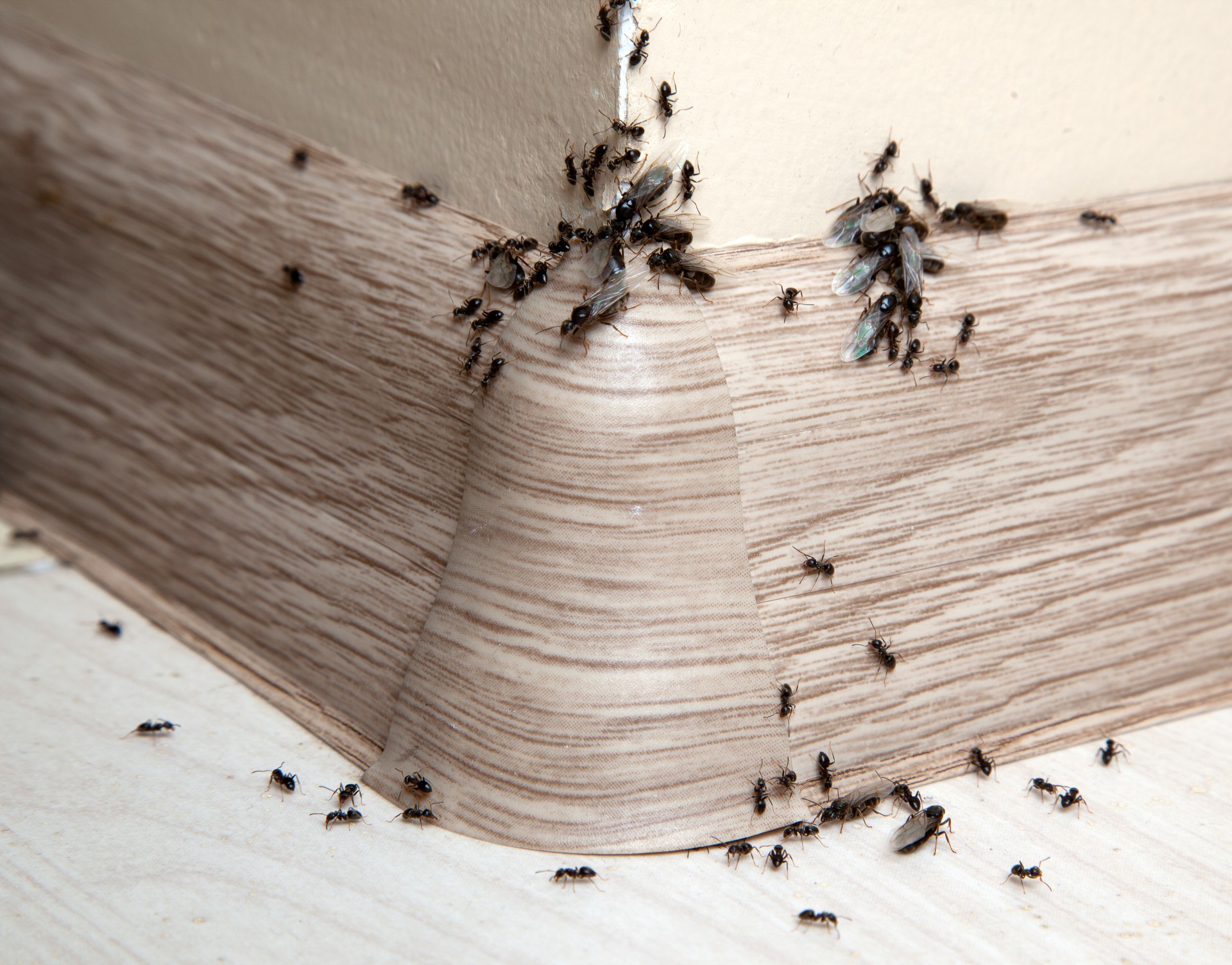 Ant Infestation, Pest Control in Kingston upon Thames, KT1. Call Now 020 8166 9746