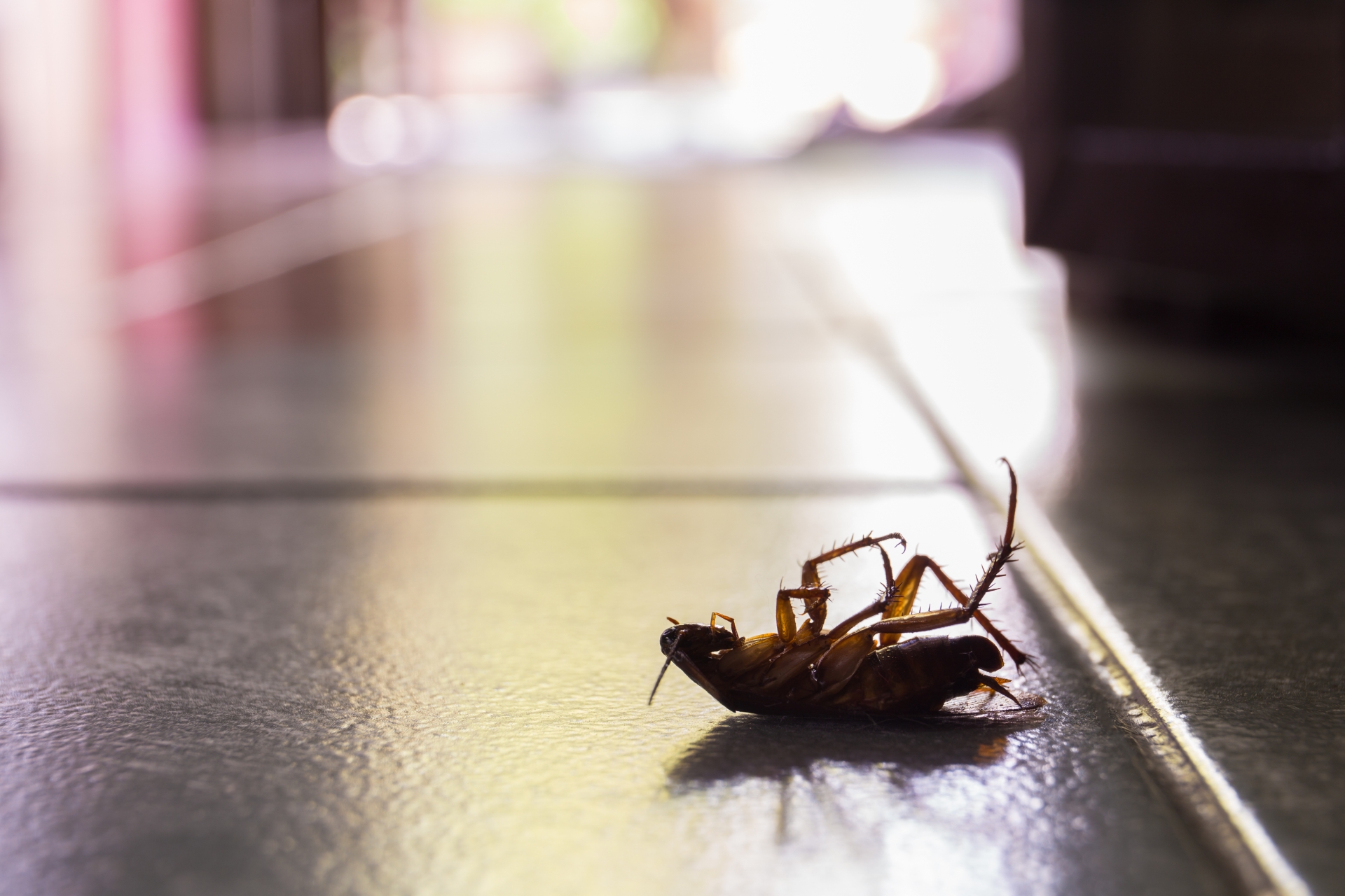 Cockroach Control, Pest Control in Kingston upon Thames, KT1. Call Now 020 8166 9746