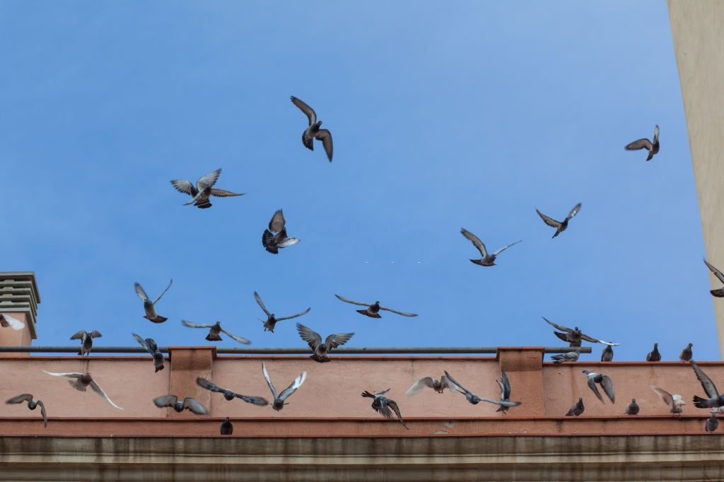 Pigeon Pest, Pest Control in Kingston upon Thames, KT1. Call Now 020 8166 9746