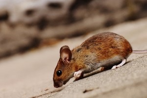 Mouse extermination, Pest Control in Kingston upon Thames, KT1. Call Now 020 8166 9746