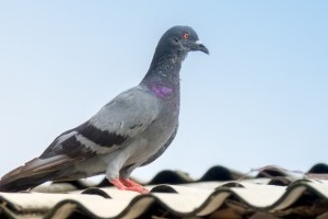 Pigeon Control, Pest Control in Kingston upon Thames, KT1. Call Now 020 8166 9746