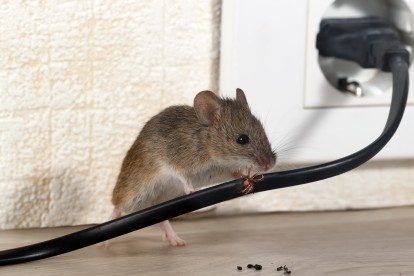 Pest Control in Kingston upon Thames, KT1. Call Now! 020 8166 9746