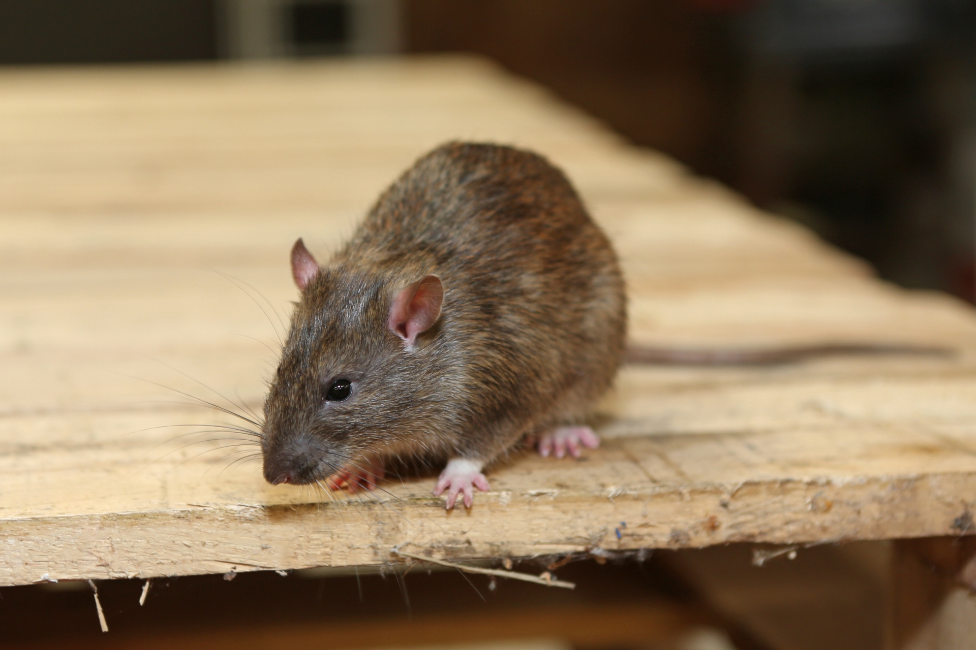 Rat Infestation, Pest Control in Kingston upon Thames, KT1. Call Now 020 8166 9746