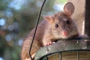 Rat Control, Pest Control in Kingston upon Thames, KT1. Call Now 020 8166 9746