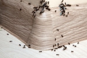 Ant Control, Pest Control in Kingston upon Thames, KT1. Call Now 020 8166 9746